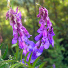 Lade das Bild in den Galerie-Viewer, Vogel-Wicke (Vicia caracca)
