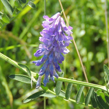 Lade das Bild in den Galerie-Viewer, Vogel-Wicke (Vicia caracca)
