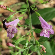 Lade das Bild in den Galerie-Viewer, Wald-Bergminze (Calamintha menthifolia)