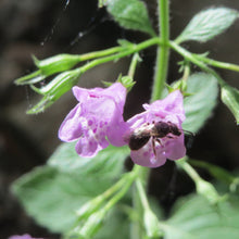 Lade das Bild in den Galerie-Viewer, Wald-Bergminze (Calamintha menthifolia