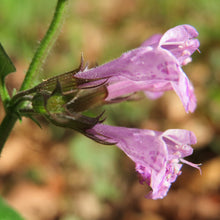 Lade das Bild in den Galerie-Viewer, Wald-Bergminze (Calamintha menthifolia)
