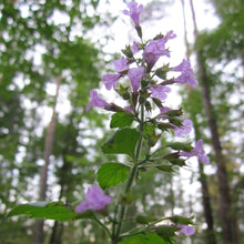 Lade das Bild in den Galerie-Viewer, Wald-Bergminze (Calamintha menthifolia)