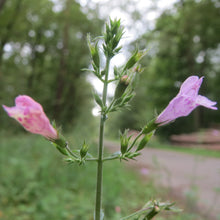 Lade das Bild in den Galerie-Viewer, Calamintha menthifolia