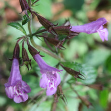 Lade das Bild in den Galerie-Viewer, Wald-Bergminze (Calamintha menthifolia)