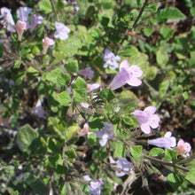 Lade das Bild in den Galerie-Viewer, Wald-Bergminze (Calamintha menthifolia)
