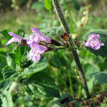 Lade das Bild in den Galerie-Viewer, Wald-Bergminze (Calamintha menthifolia)