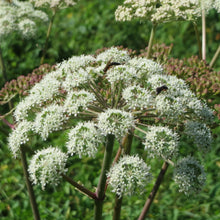 Lade das Bild in den Galerie-Viewer, Wald-Engelwurz (Angelica sylvestris)