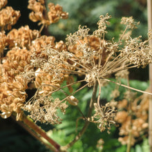Lade das Bild in den Galerie-Viewer, Wald-Engelwurz (Angelica sylvestris)