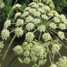 Lade das Bild in den Galerie-Viewer, Wald-Engelwurz (Angelica sylvestris)