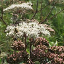 Lade das Bild in den Galerie-Viewer, Wald-Engelwurz (Angelica sylvestris)
