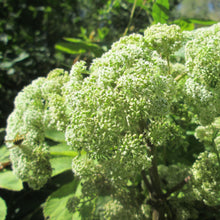 Lade das Bild in den Galerie-Viewer, Wald-Engelwurz (Angelica sylvestris)