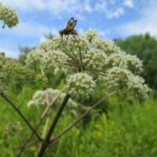 Lade das Bild in den Galerie-Viewer, Wald-Engelwurz (Angelica sylvestris)