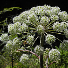 Lade das Bild in den Galerie-Viewer, Wald-Engelwurz (Angelica sylvestris)