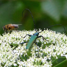 Lade das Bild in den Galerie-Viewer, Wald-Engelwurz (Angelica sylvestris)