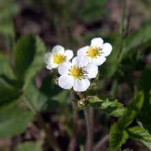 Lade das Bild in den Galerie-Viewer, Wald-Erdbeere (Fragaria vesca)