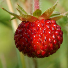 Lade das Bild in den Galerie-Viewer, Wald-Erdbeere (Fragaria vesca)
