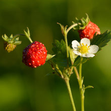 Lade das Bild in den Galerie-Viewer, Wald-Erdbeere (Fragaria vesca)