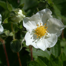 Lade das Bild in den Galerie-Viewer, Wald-Erdbeere (Fragaria vesca)