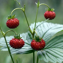 Lade das Bild in den Galerie-Viewer, Wald-Erdbeere (Fragaria vesca)