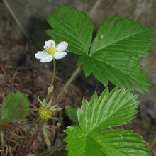 Lade das Bild in den Galerie-Viewer, Wald-Erdbeere (Fragaria vesca)