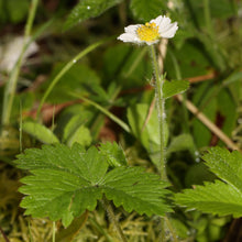 Lade das Bild in den Galerie-Viewer, Wald-Erdbeere (Fragaria vesca)
