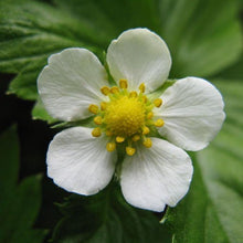 Lade das Bild in den Galerie-Viewer, Wald-Erdbeere (Fragaria vesca)