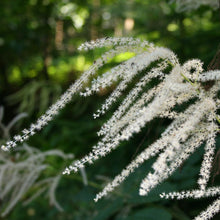 Lade das Bild in den Galerie-Viewer, Wald-Geissbart (Aruncus dioicus)