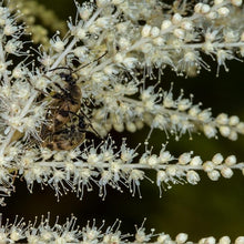Lade das Bild in den Galerie-Viewer, Wald-Geissbart (Aruncus dioicus)