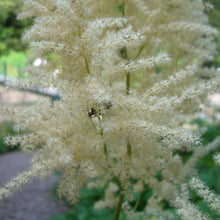 Lade das Bild in den Galerie-Viewer, Wald-Geissbart (Aruncus dioicus)