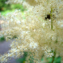Lade das Bild in den Galerie-Viewer, Wald-Geissbart (Aruncus dioicus)
