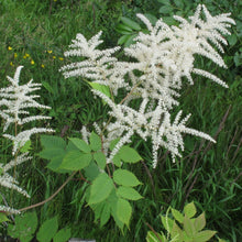 Lade das Bild in den Galerie-Viewer, Wald-Geissbart (Aruncus dioicus)