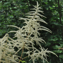 Lade das Bild in den Galerie-Viewer, Wald-Geissbart (Aruncus dioicus)