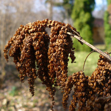 Lade das Bild in den Galerie-Viewer, Wald-Geissbart (Aruncus dioicus)