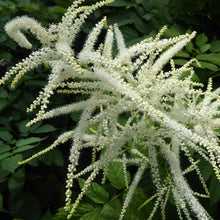 Lade das Bild in den Galerie-Viewer, Wald-Geissbart (Aruncus dioicus)