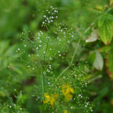 Lade das Bild in den Galerie-Viewer, Wald-Labkraut (Galium sylvaticum)
