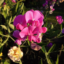 Lade das Bild in den Galerie-Viewer, Wald-Platterbse (Lathyrus sylvestris)