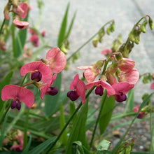 Lade das Bild in den Galerie-Viewer, Wald-Platterbse (Lathyrus sylvestris)