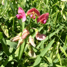 Lade das Bild in den Galerie-Viewer, Wald-Platterbse (Lathyrus sylvestris)