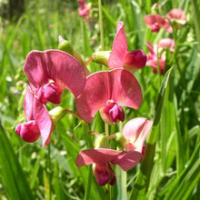 Lade das Bild in den Galerie-Viewer, Wald-Platterbse (Lathyrus sylvestris)
