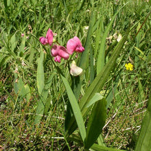 Lade das Bild in den Galerie-Viewer, Wald-Platterbse (Lathyrus sylvestris)
