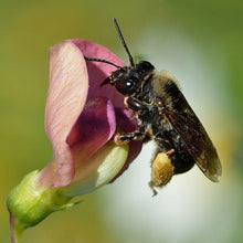 Lade das Bild in den Galerie-Viewer, Wald-Platterbse (Lathyrus sylvestris)
