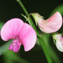 Lade das Bild in den Galerie-Viewer, Wald-Platterbse (Lathyrus sylvestris)