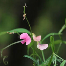 Lade das Bild in den Galerie-Viewer, Wald-Platterbse (Lathyrus sylvestris)