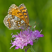 Lade das Bild in den Galerie-Viewer, Wald-Witwenblume (Knautia dipsacifolia)
