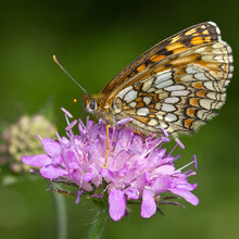 Lade das Bild in den Galerie-Viewer, Wald-Witwenblume (Knautia dipsacifolia)