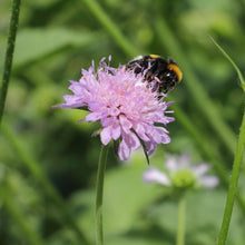 Lade das Bild in den Galerie-Viewer, Wald-Witwenblume (Knautia dipsacifolia)