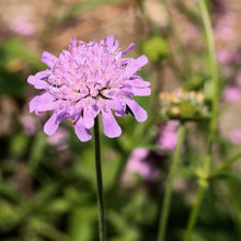 Lade das Bild in den Galerie-Viewer, Wald-Witwenblume (Knautia dipsacifolia)