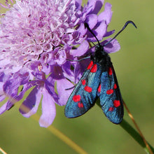 Lade das Bild in den Galerie-Viewer, Wald-Witwenblume (Knautia dipsacifolia)