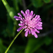 Lade das Bild in den Galerie-Viewer, Wald-Witwenblume (Knautia dipsacifolia)