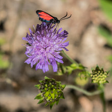 Lade das Bild in den Galerie-Viewer, Wald-Witwenblume (Knautia dipsacifolia)
